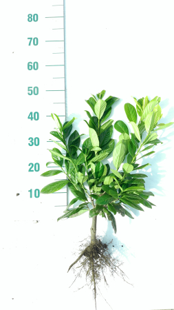 Laur englezesc 40-60 cm , gard viu Novita prunus , radacina libera [1]