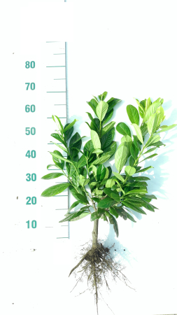 Toate produsele - Laur englezesc Novita 50-70 cm , gard viu vesnic verde , radacina libera