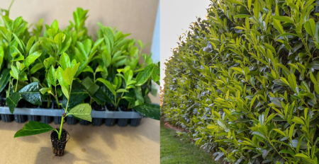 Toate produsele - Laur englezesc Prunus laurocerasus Caucasica10-20 cm
