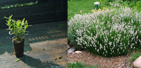 Toate produsele - Lavanda alba Edelweiss 5 cm