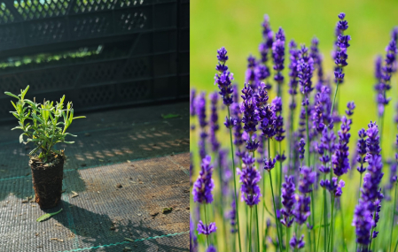 Toate produsele - Lavanda Dwarf Blue 5 cm
