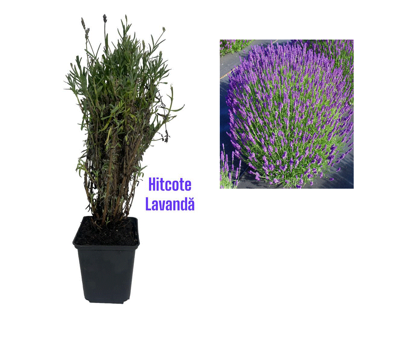 Arbori decorativi - Lavanda Hidcote (Lavandula angustifolia Hidcote) 10-20cm