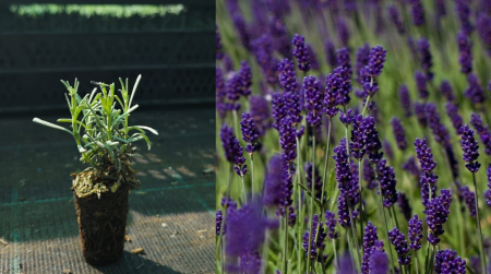 Arbori decorativi - Lavanda Hidcote violet englezeasca 3-5 cm