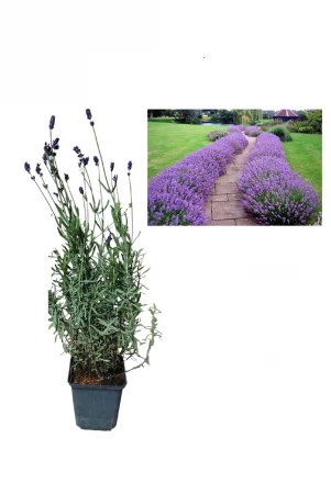 Arbori decorativi - Lavanda munstead mov 20-30 cm