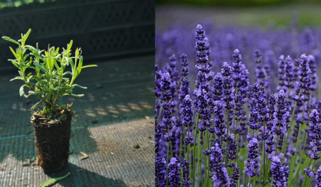 Toate produsele - Lavanda Munstead 5 cm