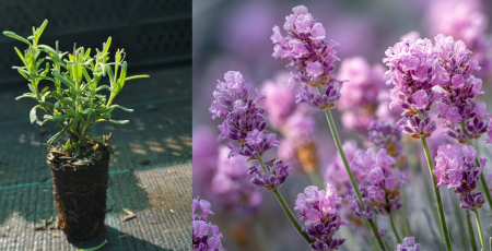 Toate produsele - Lavanda roz Rosea 5 cm