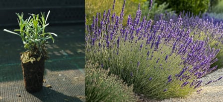Toate produsele - Lavanda viguroasa intermedia 'Grosso' 5 cm