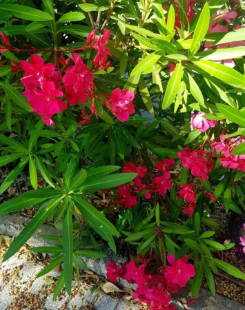 Arbori decorativi - Leandru rosu Géant des Batailles , ghiveci