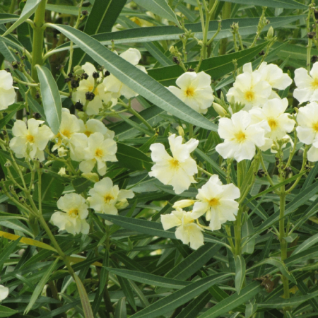 Arbori decorativi - Leandru galben Luteum Plenum , rezistent la ger,ghiveci
