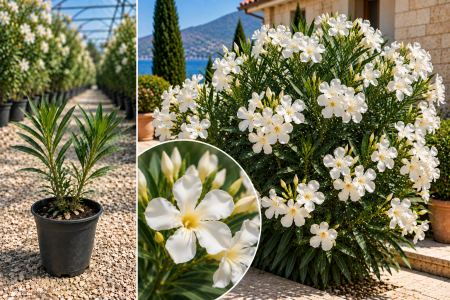 Leandri - Leandru Alb Pur Mont Blanc 10-20 cm , Foarte Rezistent, ghiveci