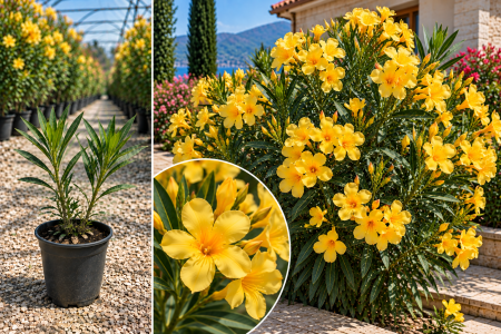 Leandri - Leandru Galben Intens cu Maria Gambetta 10-20 cm, ghiveci