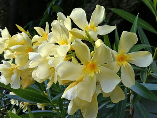 leandri - Leandru 'Maria Gambetta' Galben Intens Strălucitor