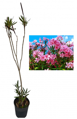 Copaci exotici (aclimatizati) - Leandru roz 80-120cm