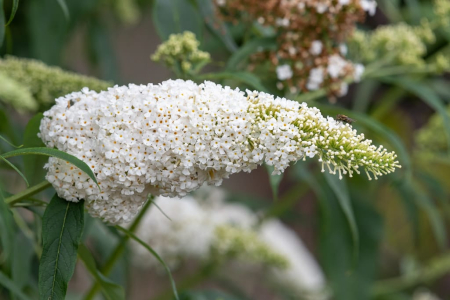 Hortensi - Liliac de vara alb 5-10cm Buddleja davidii White Profusion