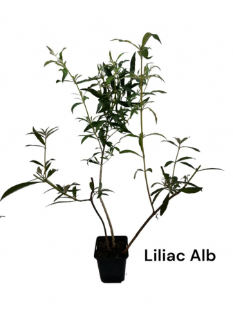 Gard viu - Liliac de vara alb (Buddleja dav. White Profusion)