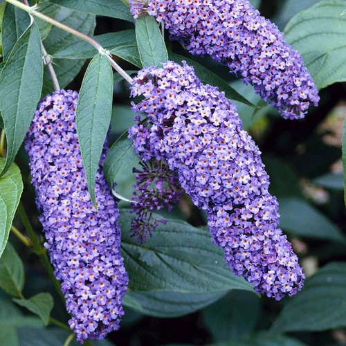 Hortensi - Liliac de vara albastru liliachiu 5-10cm Buddleja davidii Ellens Blue