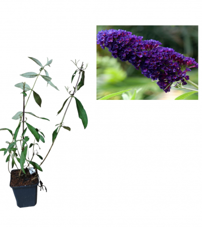 Arbori decorativi - Liliac de vară Black Knight , ghiveci