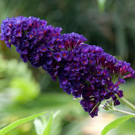 Gard viu - Liliac de vara mov inchis 5-10cm (Buddleja dav. Black Knight)