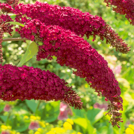 Gard viu - Liliac de vara rosu 5-10cm Buddleja davidii Royal Red