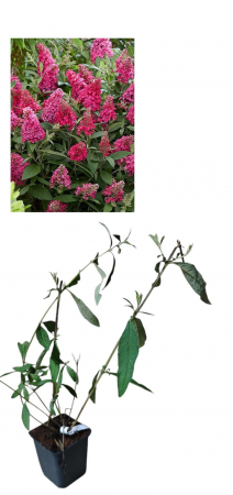 Arbori decorativi - Liliac de vară 'Royal Red'