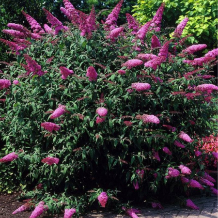 Liliac de vara roz (Buddleja dav. Pink Delight) , ghiveci [1]