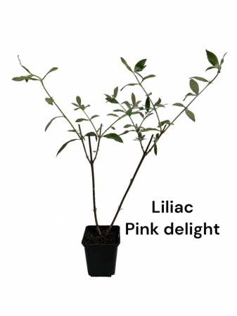 Gard viu - Liliac de vara roz (Buddleja dav. Pink Delight) , ghiveci