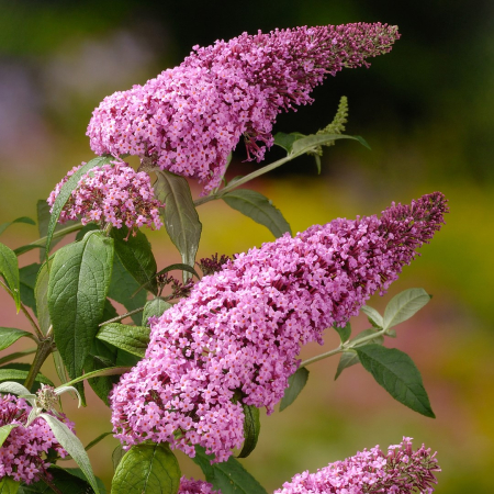 Toate produsele - Liliac de vara roz intens 5-10cm Buddleja davidii Pink Delight
