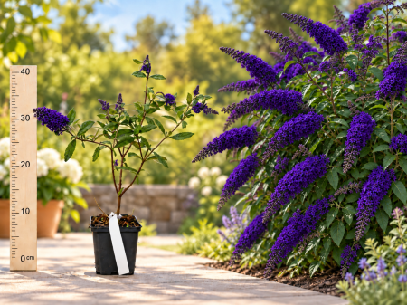 Gard viu - Liliac de Vară Violet Închis Buddleja Black Knight la Ghiveci 20-40 cm