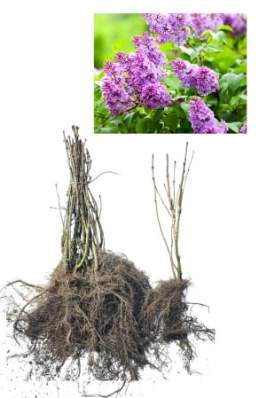 Gard viu - Liliac mov - Syringa vulgaris 15-30 cm  , radacina libera