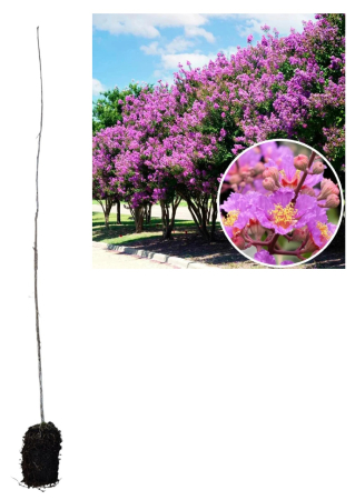 leandri - Liliacul Indian Mov Lagerstroemia indica la ghiveci 50-80 cm