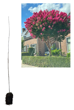 leandri - Liliacul Indian Roz Lagerstroemia indica la ghiveci 50-80 cm