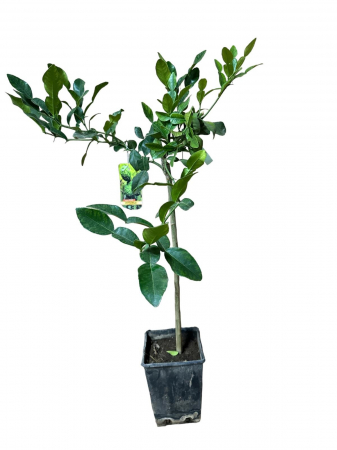 Copaci exotici (aclimatizati) - Lime Kaffir , Citrus hystrix 120-150cm