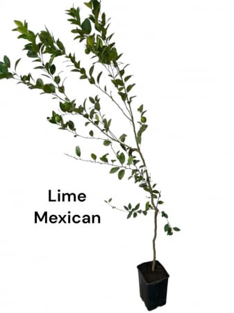 Lime - lamai mexican 120-150cm  'Lime Verde' Citrus aurantifolia [0]
