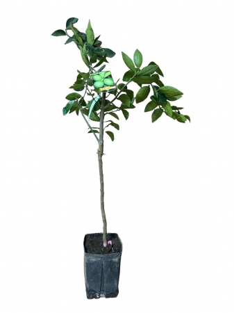 Copaci exotici (aclimatizati) - Lime Tahitian Persan fara sambrui  (Citrus latifolia)  80-100cm