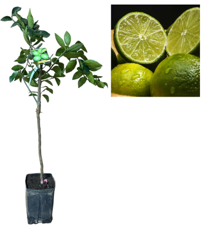 Citrice - Lime Tahitian Persan fara sambrui  (Citrus latifolia)  80-100cm