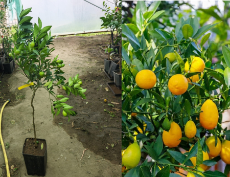 Citrice - Limequat - Lemon Kumquat pe rod 100-120 cm, fructe aromate