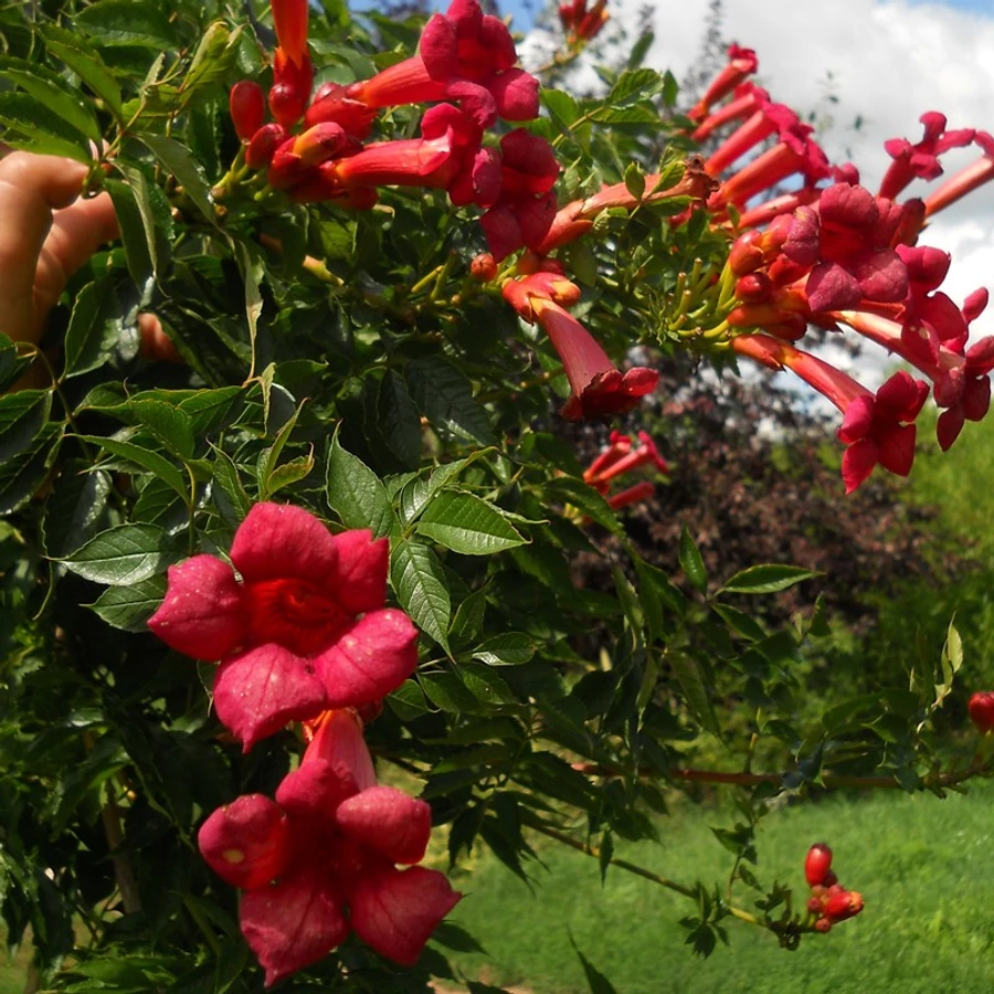 Copaci forestieri - Luleaua turcului - rosie Gabor (Campsis radicans)