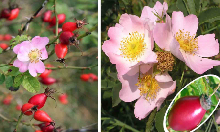 Toate produsele - Maces / Trandafir salbatic (Rosa canina) 50-80cm,radacina libera