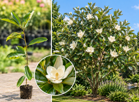 Toate produsele - Magnolia Virginiana 40-60 cm la Ghiveci – Magnolie Albă Parfumată