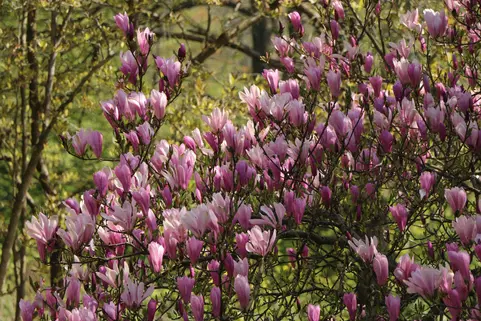 Copaci fructiferi - Magnolie 20-30 cm , ghiveci P9 ( Betty )