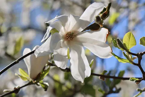 Toate produsele - Magnolie 20-30 cm , ghiveci P9 ( loebneri Merrill )