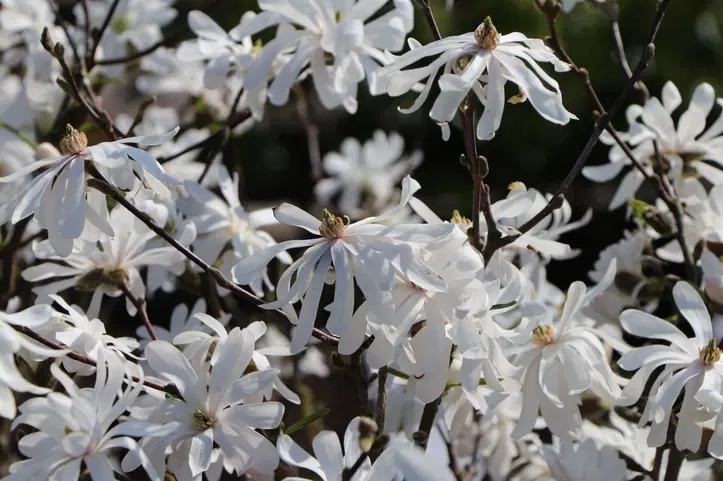 Toate produsele - Magnolie 20-30 cm , ghiveci P9 ( stellata Royal Star )