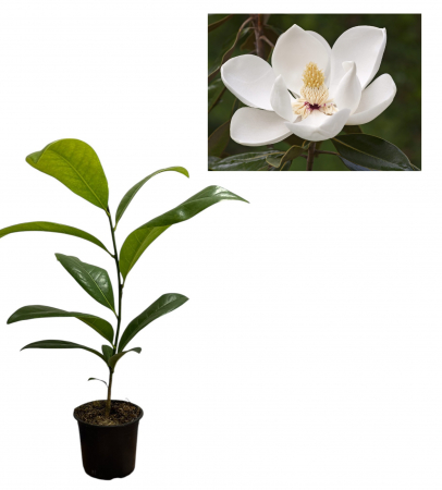 Arbori decorativi - Magnolie grandiflora vesnic verde 25-30 cm