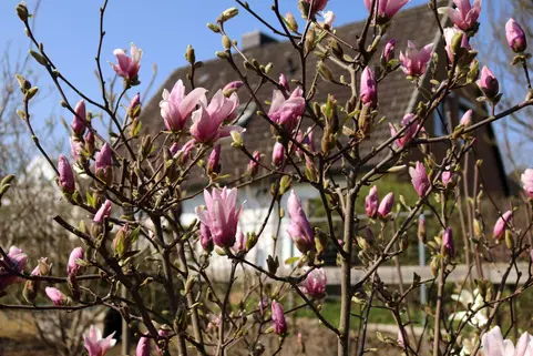 Toate produsele - Magnolie hibrid 20-30 cm , ghiveci P9  ( George Henry Kern )