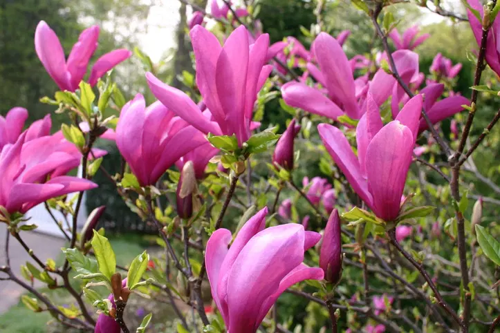 Copaci fructiferi - Magnolie roz 20-30 cm , ghiveci P9  ( liliiflora Nigra )