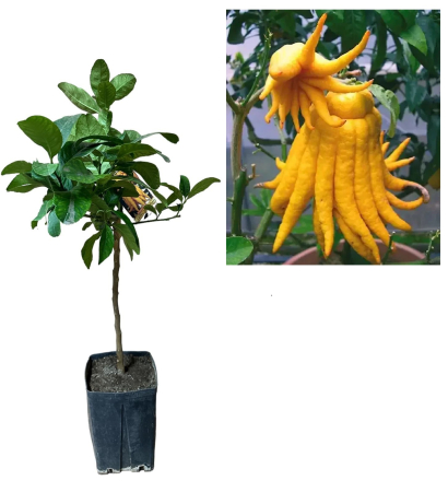 Mâna lui Buddha 120-150 cm (Citrus Medica) [0]