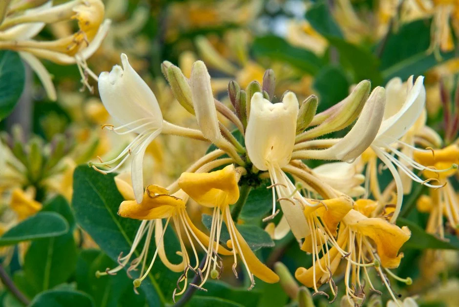Arbori decorativi - Mana Maicii Domnului galbena 5-10cm lonicera per. 'graham thomas'