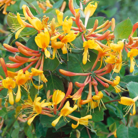 Toate produsele - Mana Maicii Domnului aurie 5-10cm Lonicera Tellmanniana
