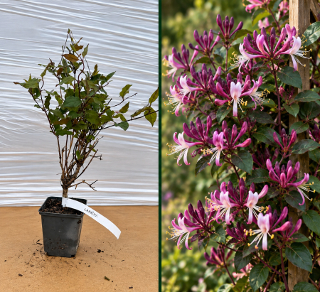 Toate produsele - Mâna Maicii Domnului Mov Caprifoi Japonez Purpurea la Ghiveci 20-40 cm