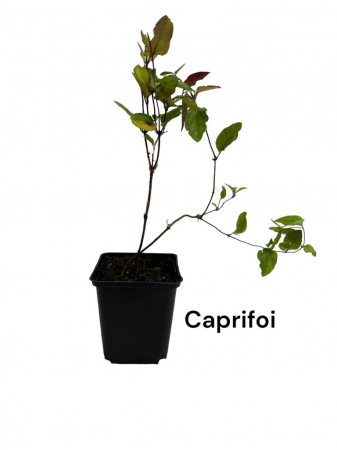 Arbori decorativi - Mana Maicii Domnului mov Caprifoiul japonez PURPUREA